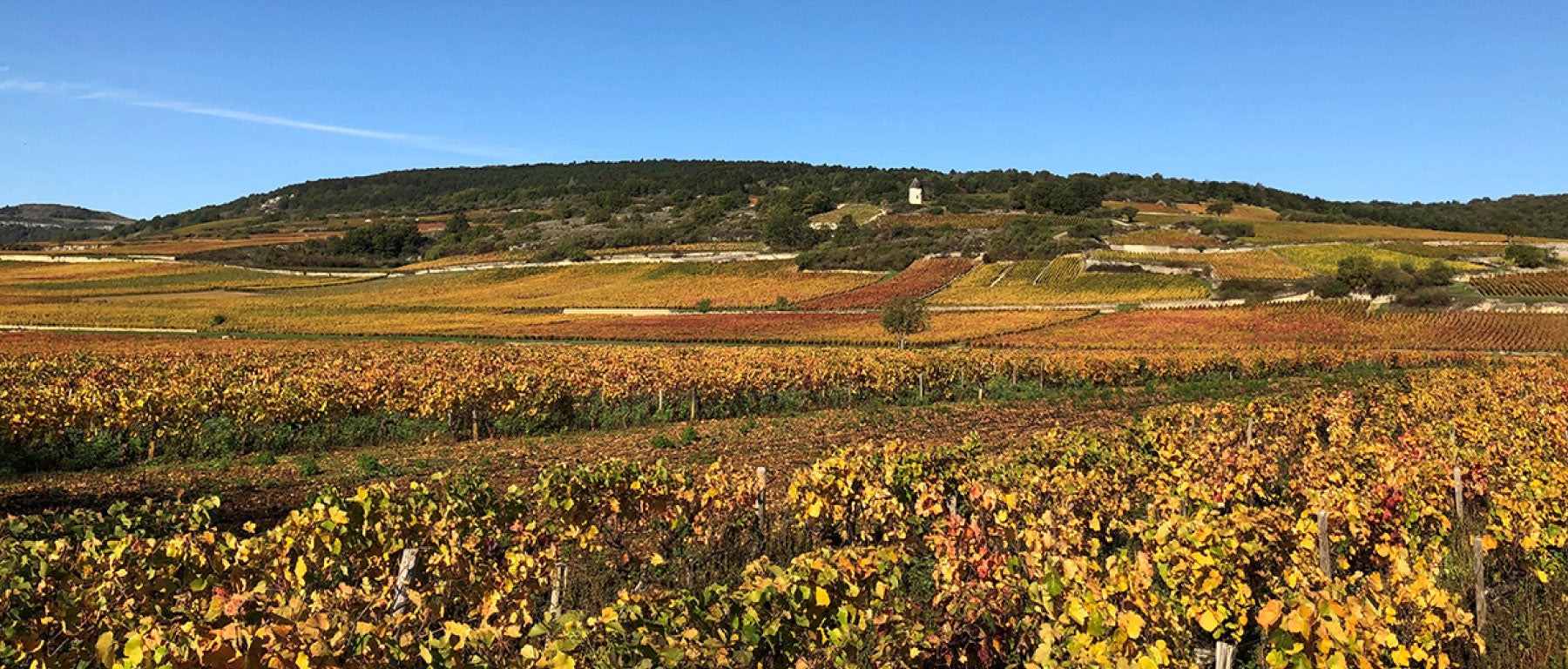 Borgeot Vineyard