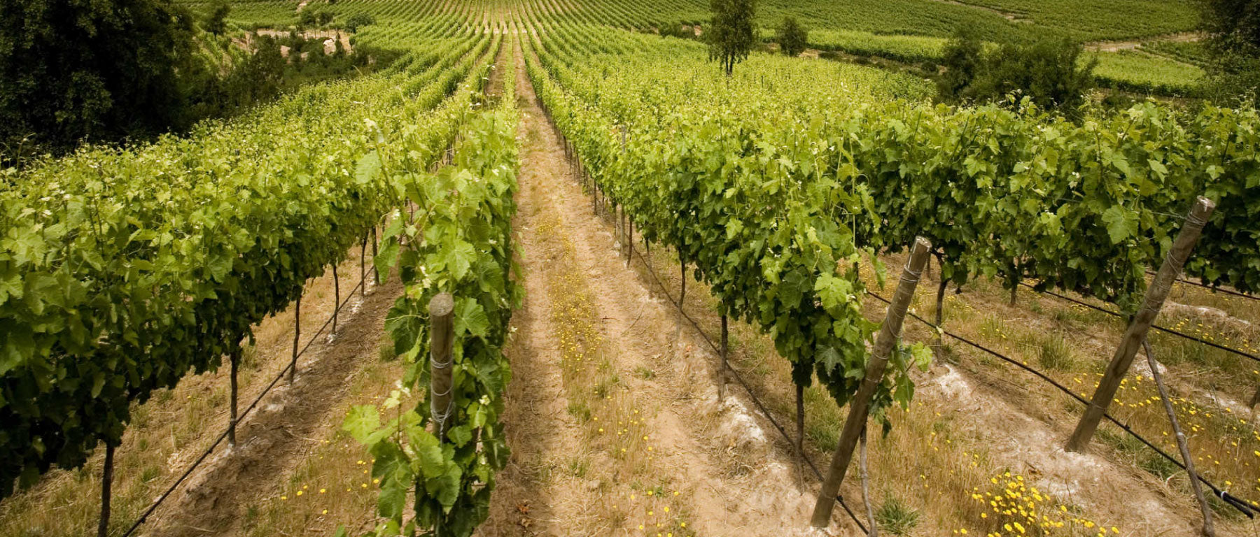 Domaine Jean Marc Pillot