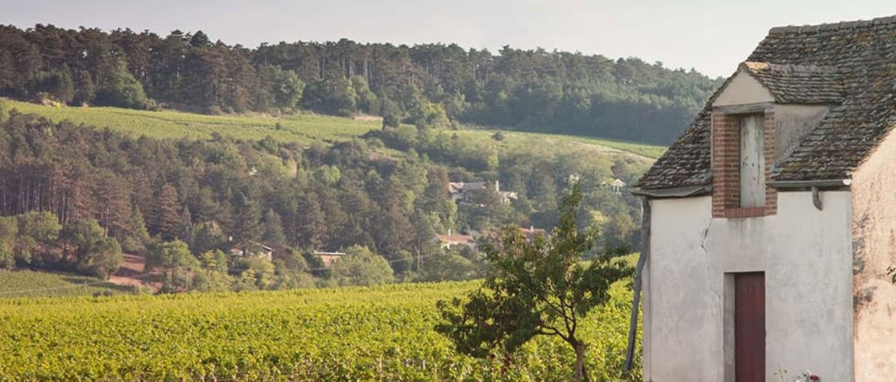 Domaine Jean Marc et Hugues Pavelot