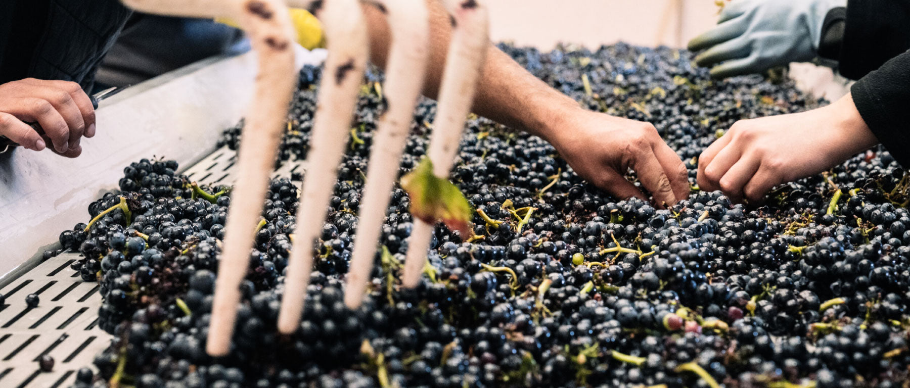 Domaine Simon Colin