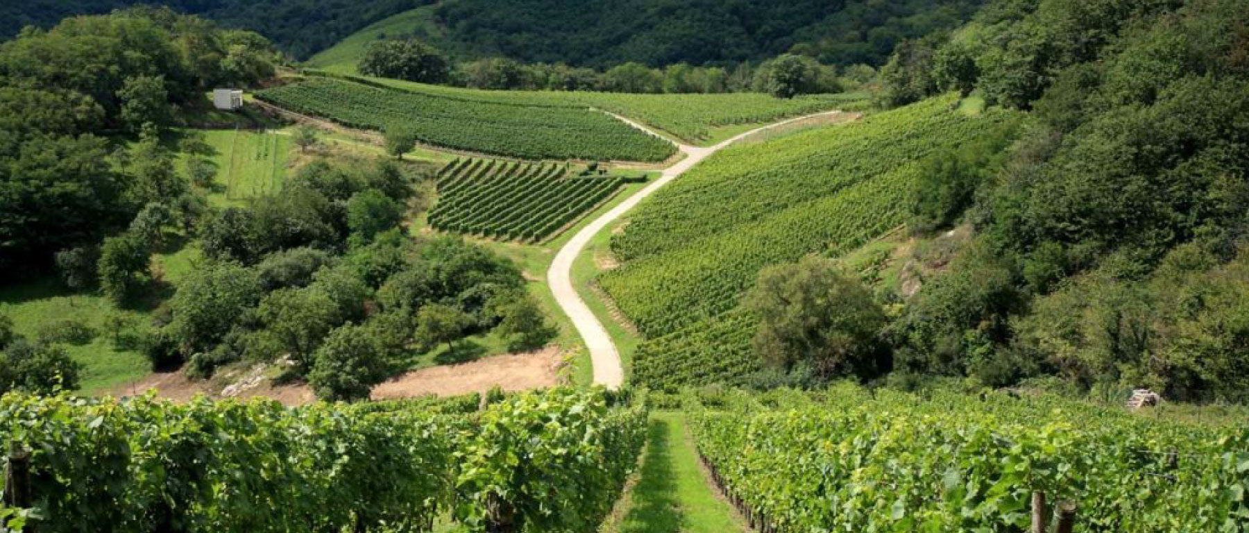 Domaine Egly Ouriet