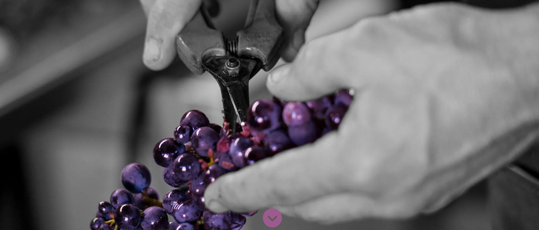 Domaine Heresztyn Mazzini