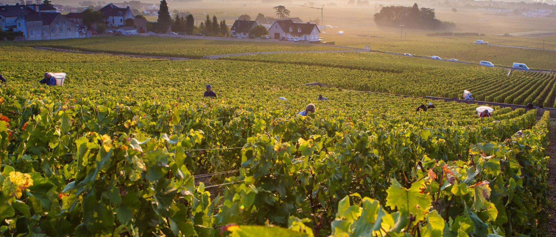 Domaine Pierre Yves Colin Morey