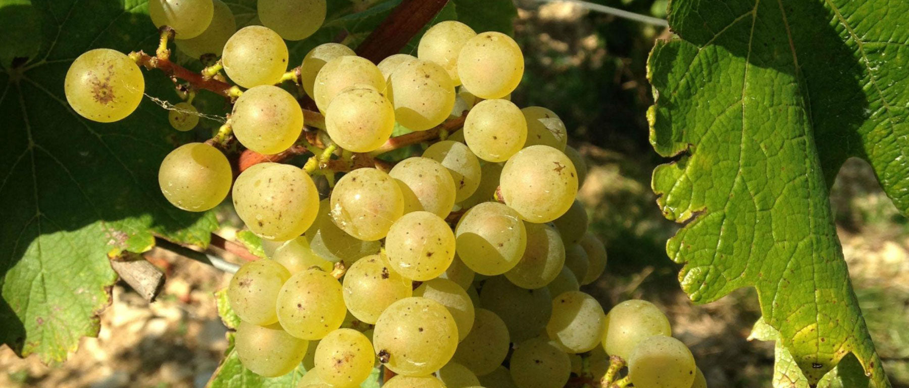 Domaine Guillaume Vrignaud