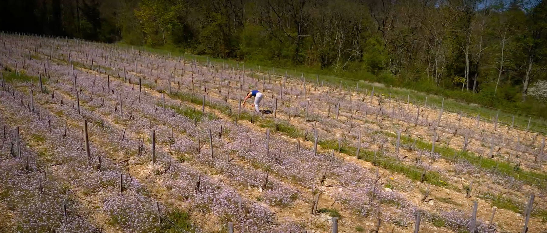 Domaine Celine Boudard-Cote