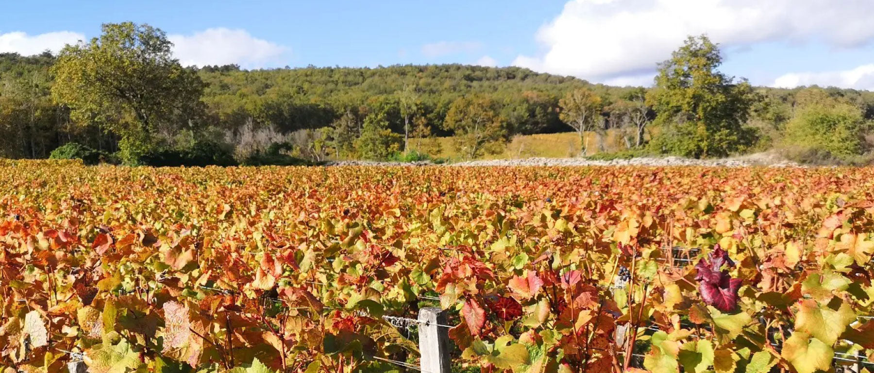 2021 Domaine Collotte Marsannay En Combereau