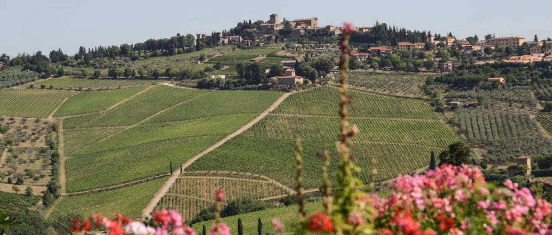 Fontodi Vineyards