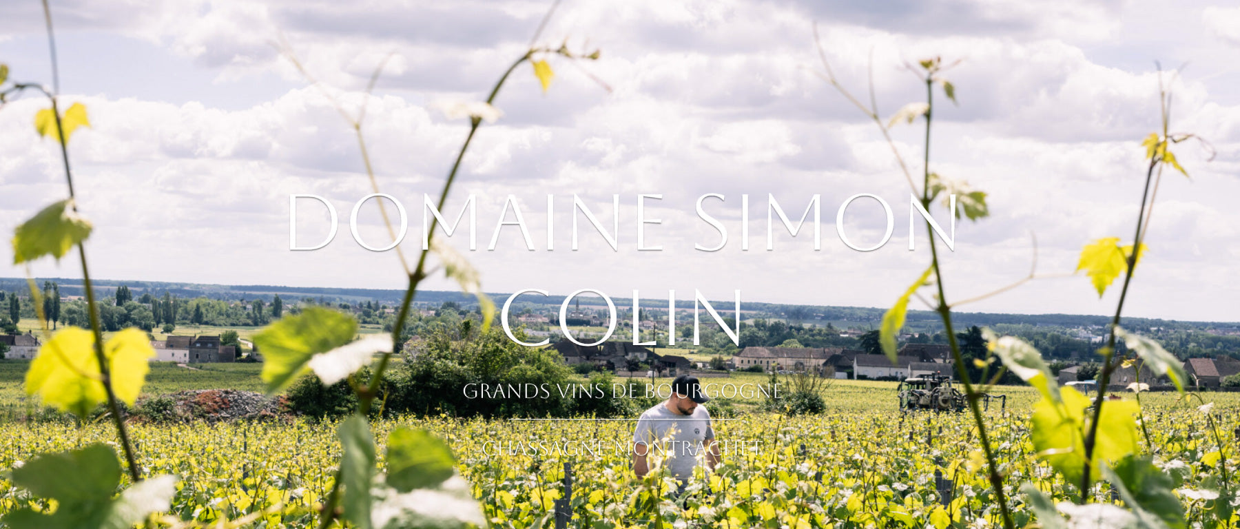 Domaine-Simon-Colin