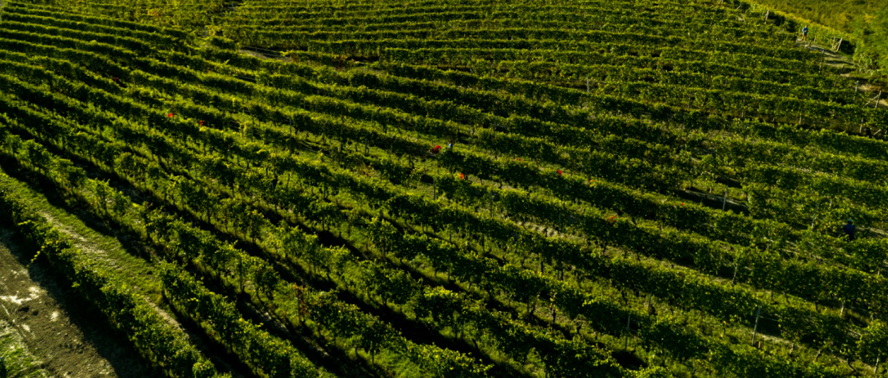 Mauro Molino's Vineyard