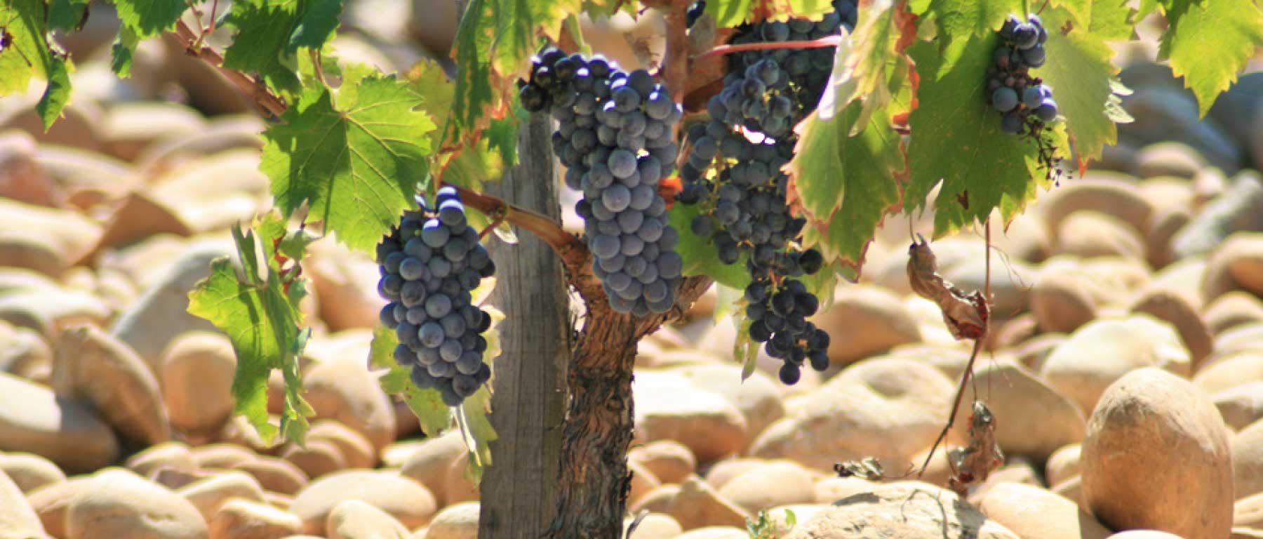 Domaine du Pegau Vineyard