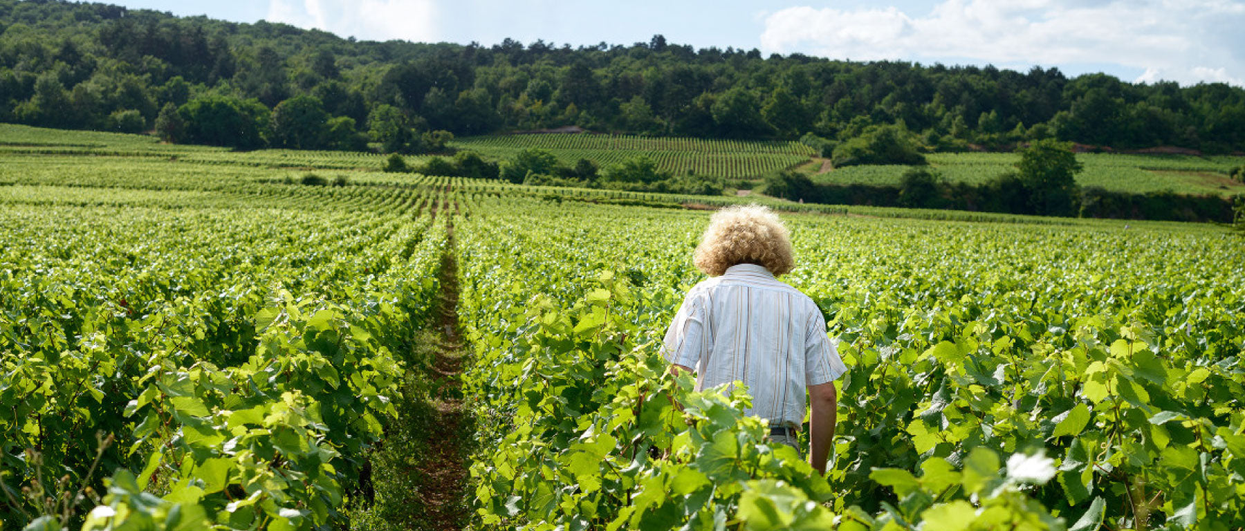 Sylvain Pataille Vineyard